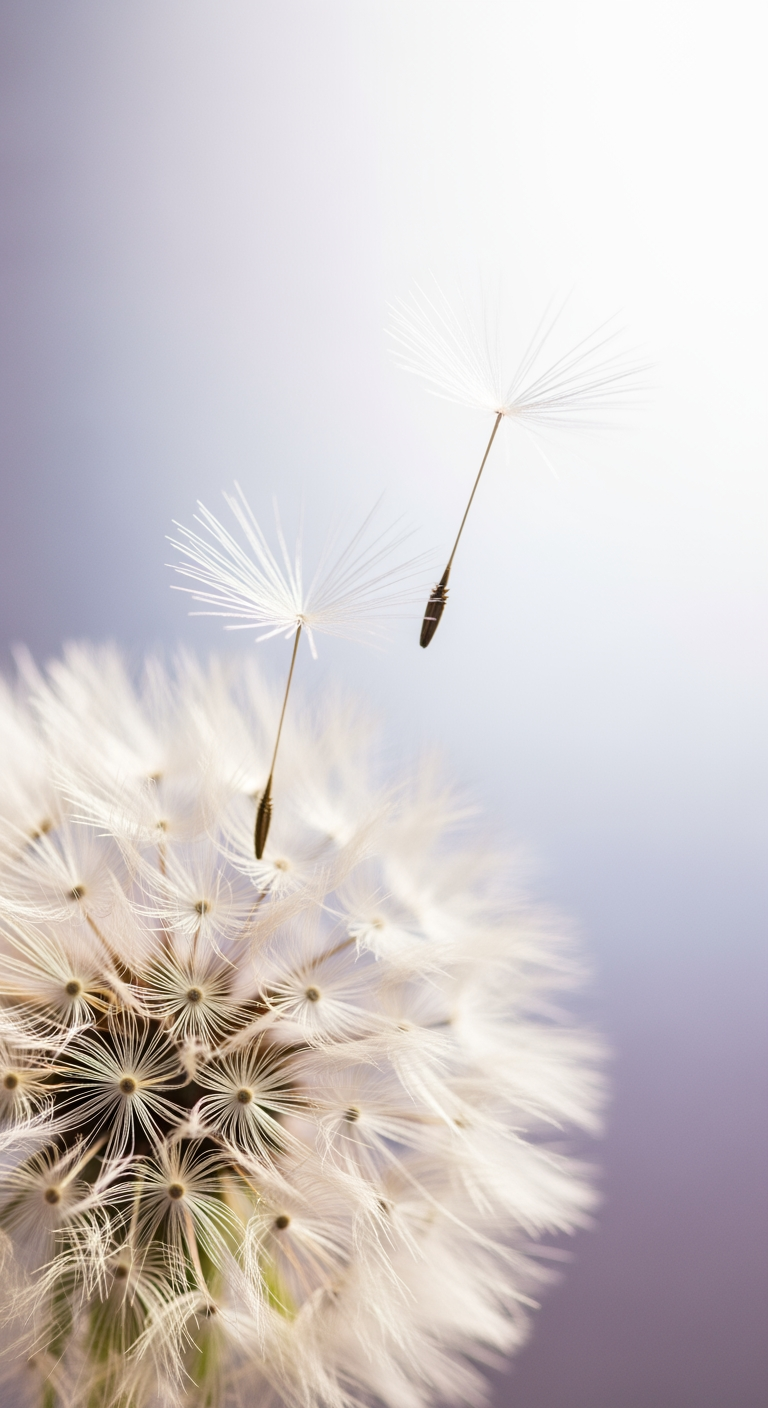 A macro close-up of a dandelion with a few seeds floating away, abstractly representing the concept of a brief wake window.